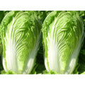 SUPER QUALITY FRESH CHINESE CABBAGE